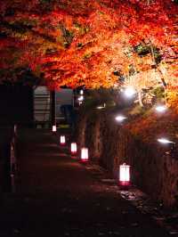 【ここ行って】市内の池に反射する紅葉ライトアップを見るならここ‼️混雑回避術紹介💡