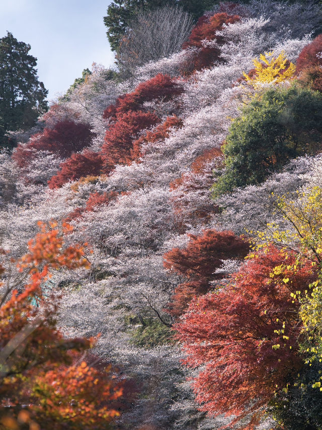 【ここ行って】秋に桜が見られる⁉️全国でも珍しい「紅葉×桜」の本場🌸🍁