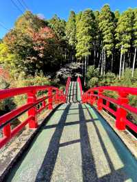 【千葉×紅葉🍁】水面に映し出される紅葉と湾曲した赤い橋