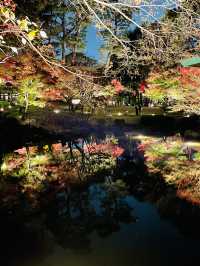 【東京の紅葉スポット🍁】池の水面に映り込む逆さ紅葉の絶景