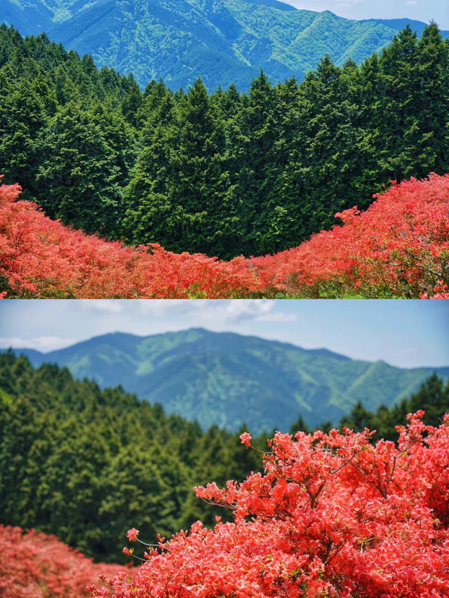 景點推薦：大和葛城山——大阪賞楓與自然的絕佳去處