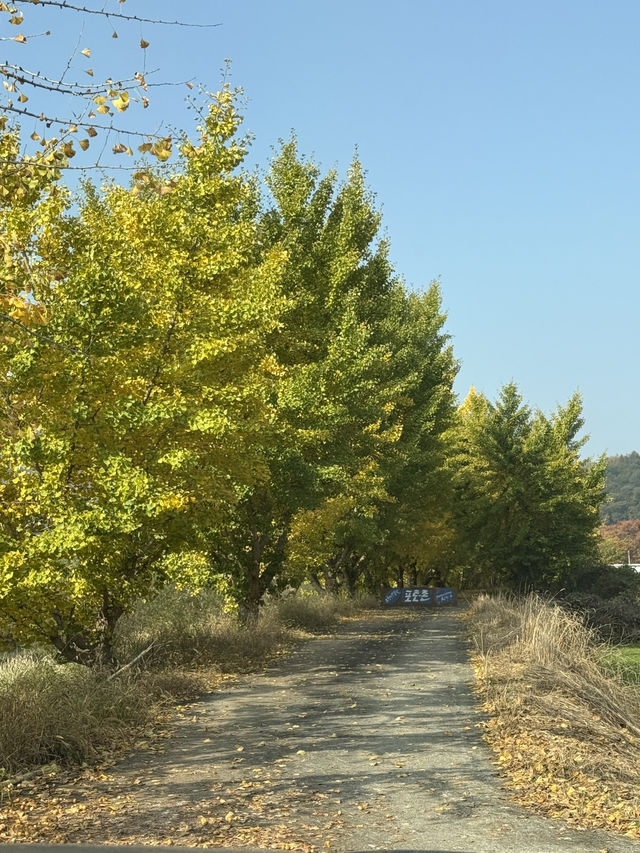 노랗게 물들어가는 중인 낭성면 은행나무길💛