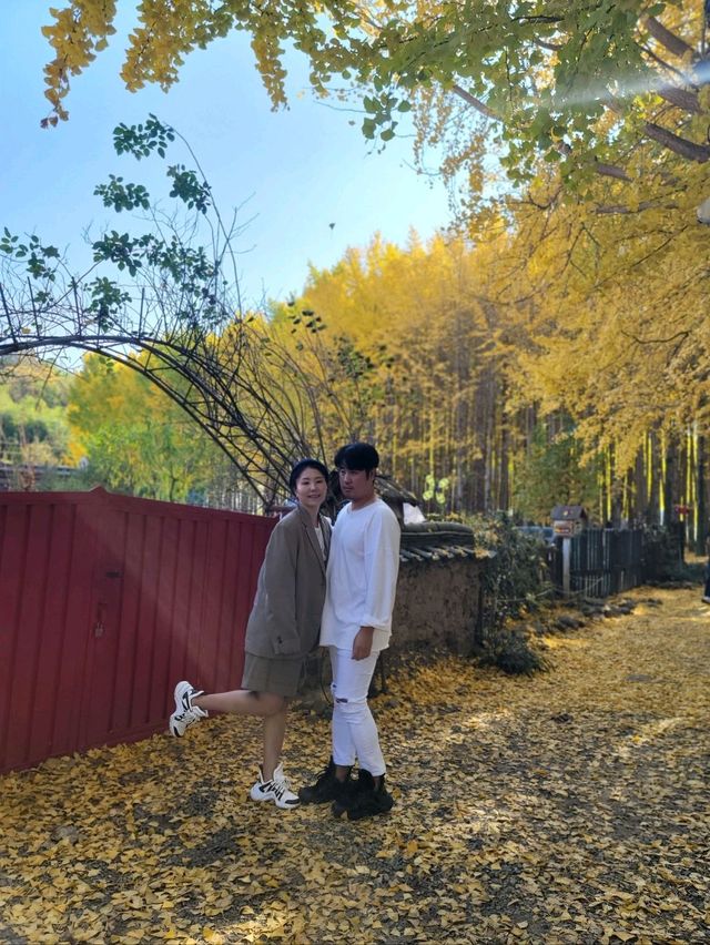 동화같은 은행나무마을이 있는 경주💛