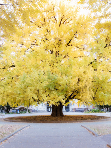 東京⦆ 東京大学～秋を感じる銀杏並木の名所🍂～ | Trip.com 東京