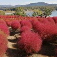 ทุ่งดอกโคเชีย ที่สวนเกษตรโออิตะ