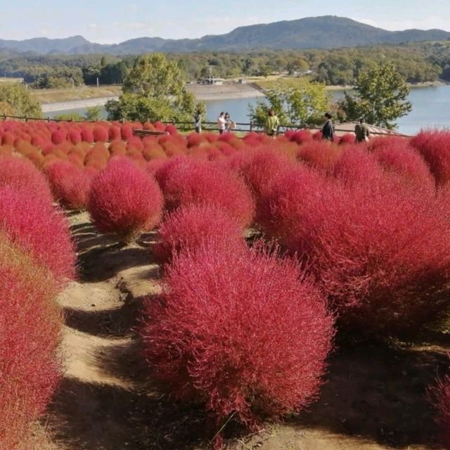 ทุ่งดอกโคเชีย ที่สวนเกษตรโออิตะ