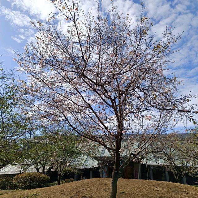 東京十月櫻：飛鳥山公園