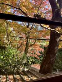 【朝倉カフェ】紅葉を楽しめる隠れ家のようなカフェ
