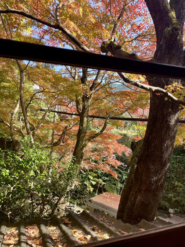 【朝倉カフェ】紅葉を楽しめる隠れ家のようなカフェ