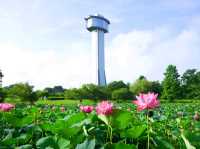 【埼玉県】ギネス認定！世界最大の行田・田んぼアート