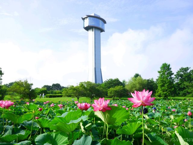 【埼玉県】ギネス認定！世界最大の行田・田んぼアート