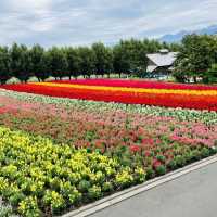 富良野のラベンダー畑は夏も見どころ満載！