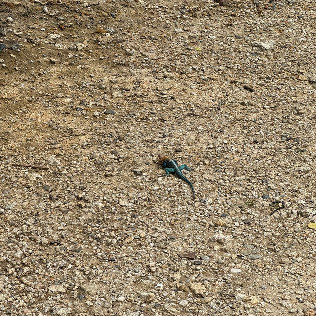 A funny ostrich at Nguuni