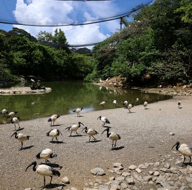 沖繩景點|零距離接觸動物~超級原始放養~名護自然動植物園