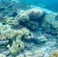 Soaring Above and Diving Below: My Spectacular Day at the Great Barrier Reef!