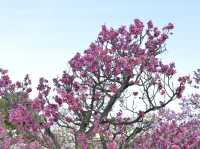 春日的奇蹟：梅花盛景之旅 🌸✨