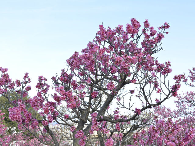 春日的奇蹟：梅花盛景之旅 🌸✨