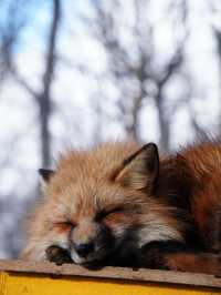 【宮城×冬の旅】間近で見られる100頭以上の放し飼いのキツネ    抱っこ体験も・・