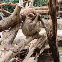 kobe animal kingdom สวนสัตว์ในร่ม แต่สัตว์เยอะมาก