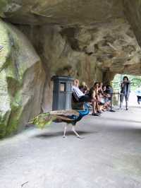 Colorful Paradise in the Heart of Malaysia: KL Bird Park