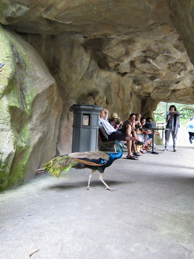 Colorful Paradise in the Heart of Malaysia: KL Bird Park