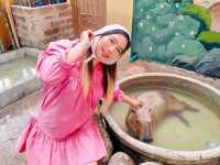คาเฟ่น่ารัก แกะกะบัว