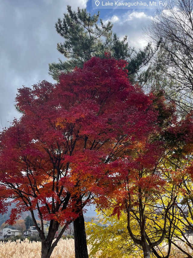 Mount Fuji in November 2024