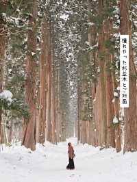 【長野／長野市】雪が降る戸隠神社の杉並木と中社⁡