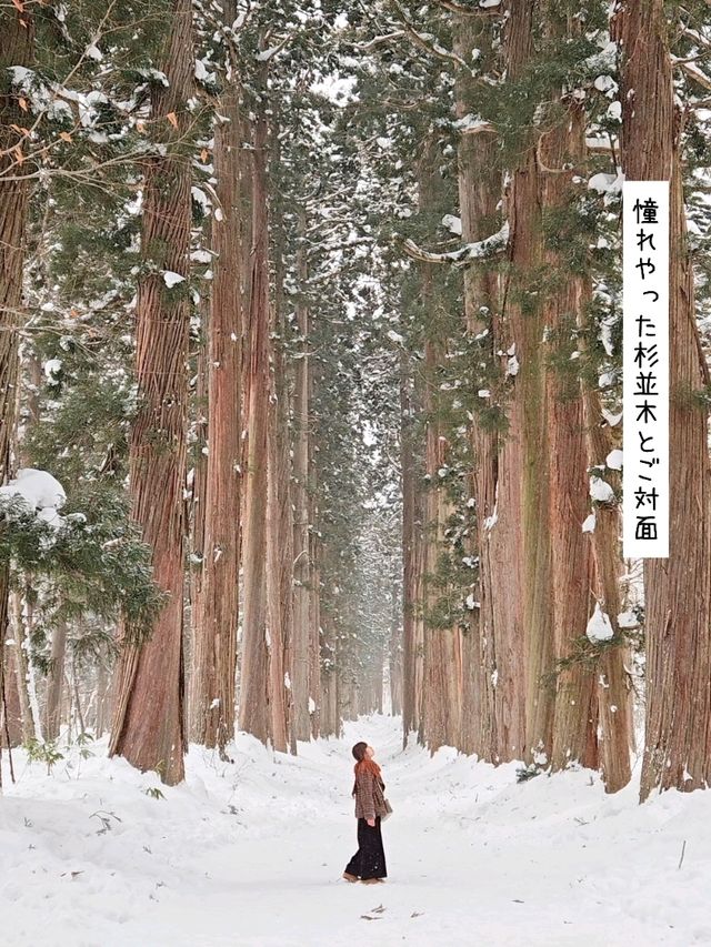 【長野／長野市】雪が降る戸隠神社の杉並木と中社⁡