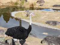 【鹿児島県】 コアラ飼育頭数日本一の自然あふれる動物園『平川動物公園』🐨