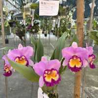 งานมีจฉาบานตำนานเขาสมิงครั้งที่4