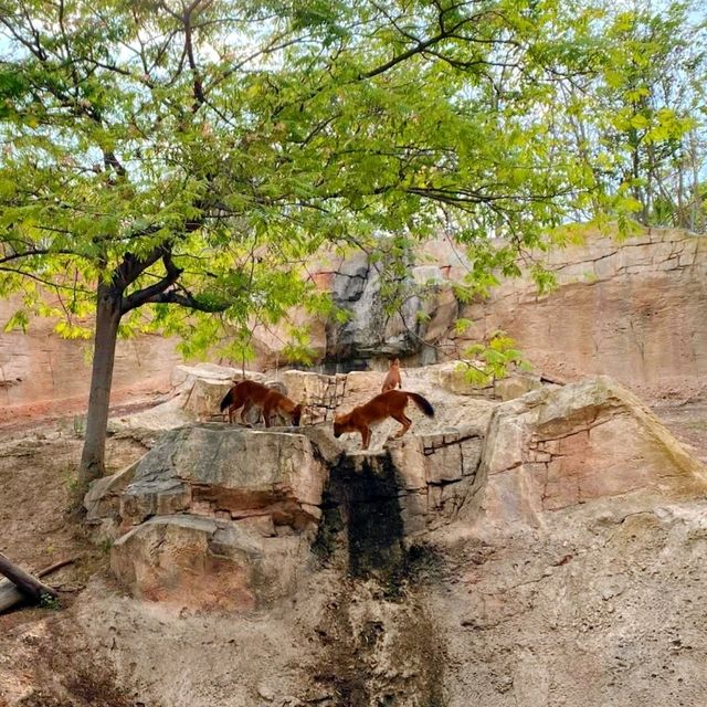 穿越三大洲的動物旅程