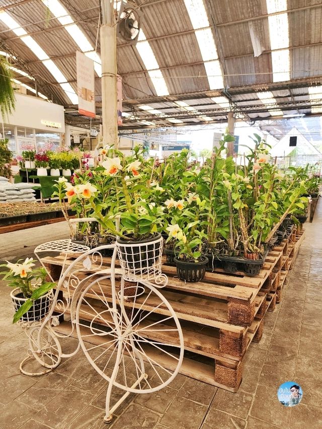 AIRORCHIDS SUPERMARKET