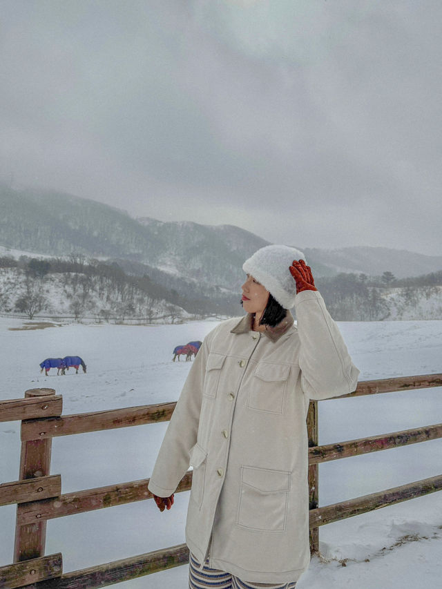 ☃️겨울 분위기 끝판왕 대관령 하늘목장🇰🇷