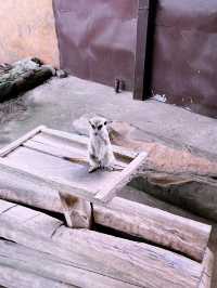 Bentong Farm - Animal Kingdom in Pahang