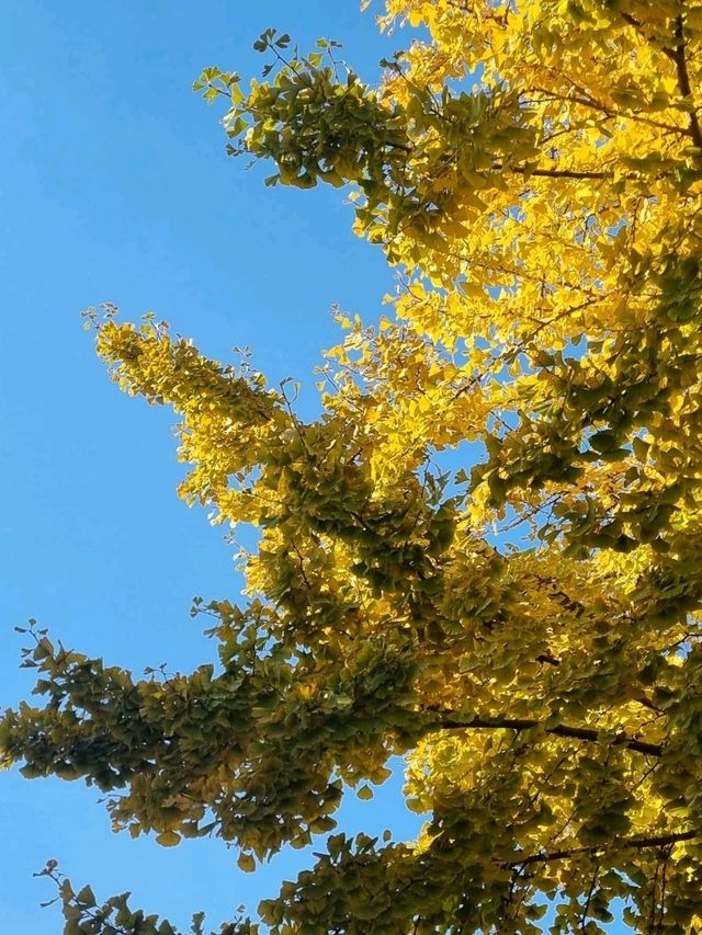 가을에 가장 아름다운 서울동네💛