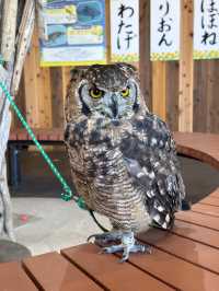 橫濱八景島海島樂園——與活力滿滿的海洋生物相遇！