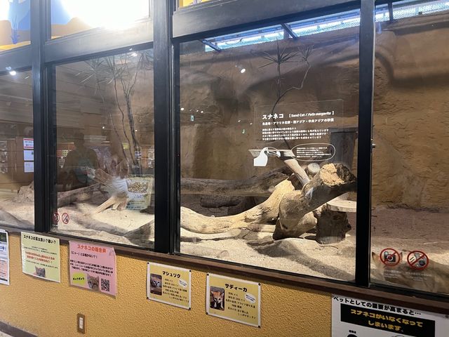 可愛的動物園，必坐小火車