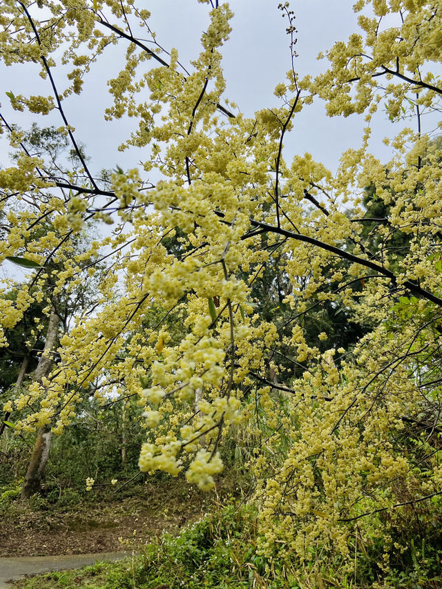 春日限定美景！桃園山林秘境，櫻花滿開超夢幻！