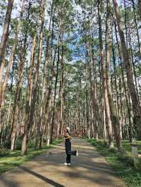 พักฮีลใจที่ สวนป่าดอยบ่อหลวง 🌲