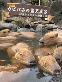 伊豆🌸河津櫻🌸伊豆仙人掌動物園🌸2天遊