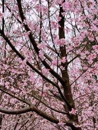 🌸 東涌櫻花園：必去的粉紅夢幻之地 🌸