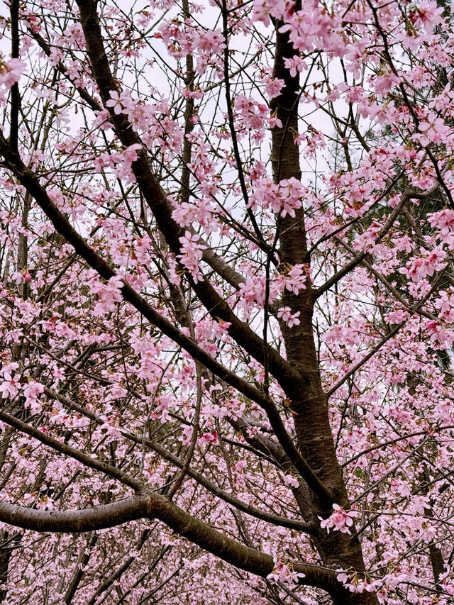 🌸 東涌櫻花園：必去的粉紅夢幻之地 🌸