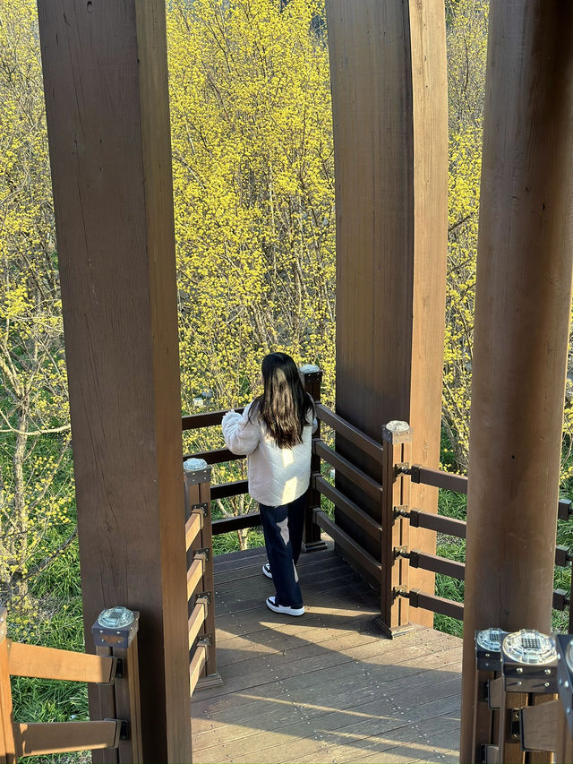 구례 대표적인 봄 축제, 구례 산수유마을 🌼