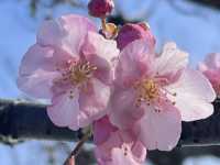 Kawazu Zakura จุดชมซากุระสีชมพูที่บานก่อนใคร