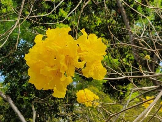 東勢林場是闔家出遊的好去處
