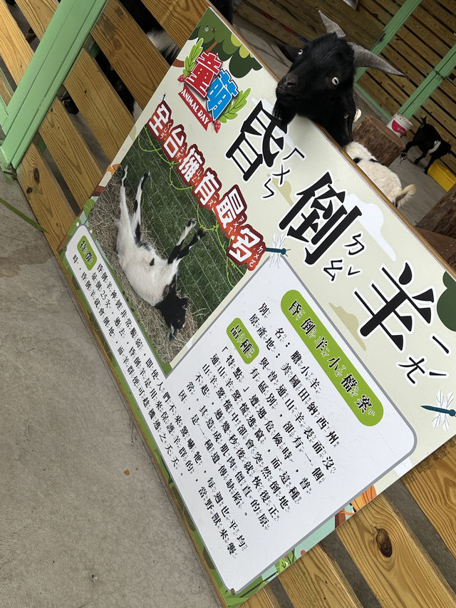 苗栗的童萌農場🐑大人小孩都適合來的地方