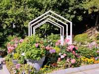 Jungnang Rose Park Rose Festival Review