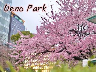 東京上野公園の桜