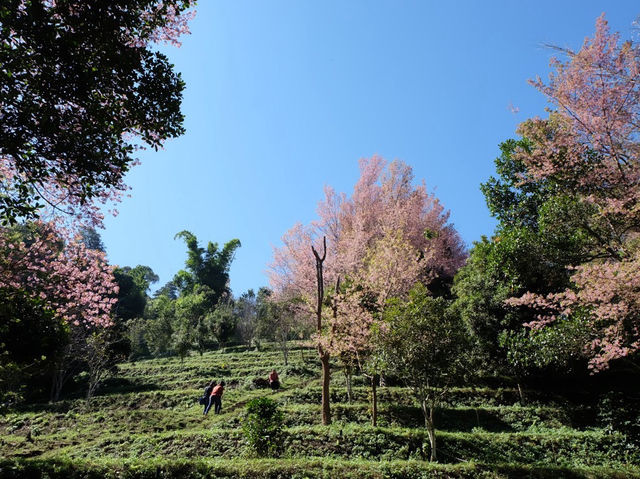 ซากุระเมืองไทย🌸ดอกนางพญาเสือโคร่ง @ขุนสถาน